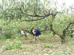 采桃胶-武汉世外桃源农庄