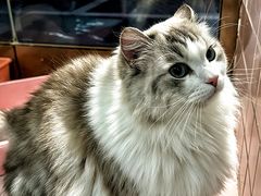 -FAELING PETS美天灵宠物(富力广场店)