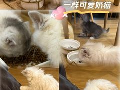 -猫咪派对(江南西店)
