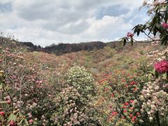-贵州百里杜鹃风景名胜区