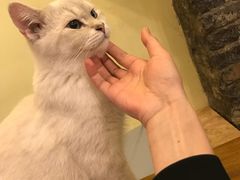 -猫色咖啡·猫咖