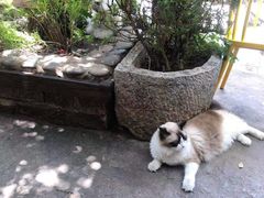 -喵屿·大理花园猫咖