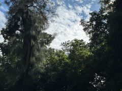 -南宁良凤江国家森林公园