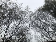 -缙云山景区
