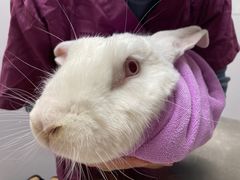 -爱诺耐芙动物医院(万博店)