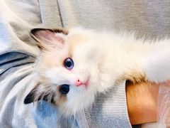 -momokira米努特·德文卷毛猫·棉花面纱犬