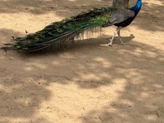 -秦皇岛野生动物园