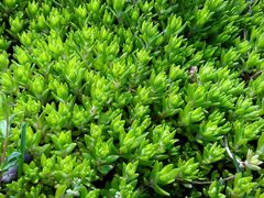 android_upload_pic-沈阳植物园