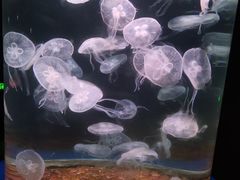 -欢乐海岸海洋奇梦馆