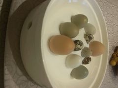 android_upload_pic-冶春茶社(太和广场店)