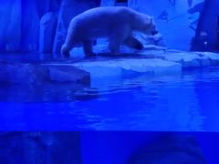 -上海海昌海洋公园-冰山北极馆