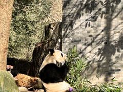 -都江堰中华大熊猫苑