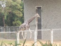 -石家庄市动物园