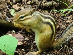 -五营红松林海景区