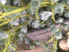 -循礼门鲜花花市(武汉循礼门店)