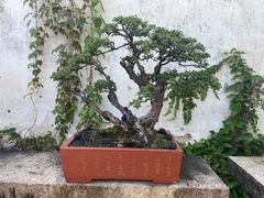 -拙政园