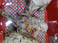 android_upload_pic-渔民新村(番禺总店)