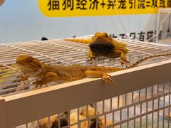 -国际非物质文化遗产博览园