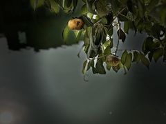 -喜洋洋蟹庄(阳澄湖店)