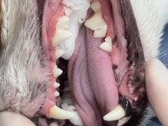 -瑞鹏宠物医院·骨科·猫科·内科(第一中心)