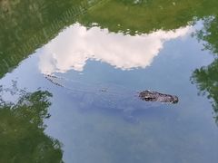 -深圳野生动物园