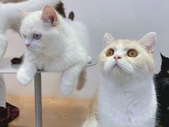-Heymao猫咖.咖啡厅(东门店)