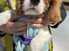 -FAELING PETS美天灵宠物(富力广场店)