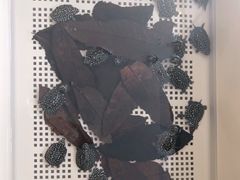 -灵龟之家百象馆(百象馆联合旗舰店)