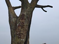 -长沙黑麋峰国家森林公园