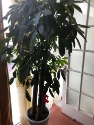 点击看大图 -清雅诗韵丽人产后恢复(回龙观店)