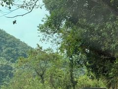 -海南霸王岭国家森林公园