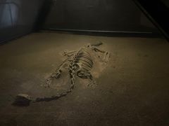 -世界恐龙谷景区