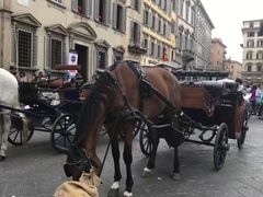 -圣母百花大教堂穹顶