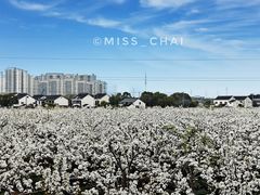 -树山生态村