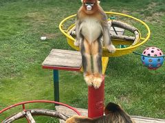 -西霞口神雕山野生动物世界