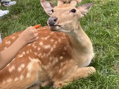 -北京鹿世界主题园