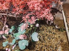 -真定郝家排骨(正定县总店)