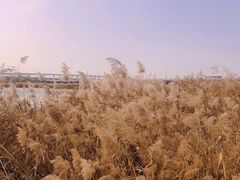 -绿堤公园