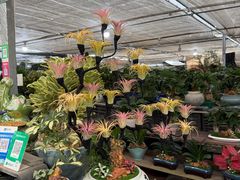 -龙大花卉苗木市场