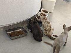 -琪喵猫屋·撸猫猫咖·猫舍