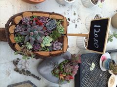 iphone_upload_pic-南农多肉大棚