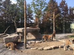 -上海野生动物园老虎餐厅