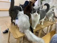 -李小姐の猫咖啡馆(五角场店)