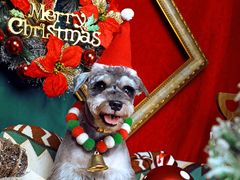 -超宠爱宠物摄影-Super pet