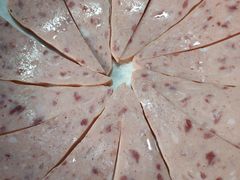 -马帮寨院坝火锅(龙港公园店)