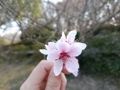 -顾村公园