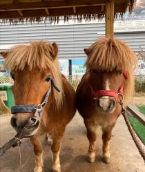 -萌宠亲子动物乐园(槐房万达店)