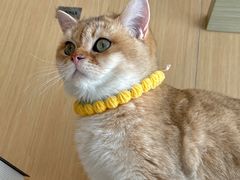 -飞行喵MR PILOT|猫舍·猫咖(静安大融城店)