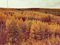 -塞罕坝国家级自然保护区