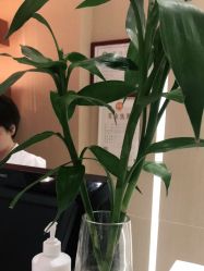 -苑苑vbeauty科技美容SPA